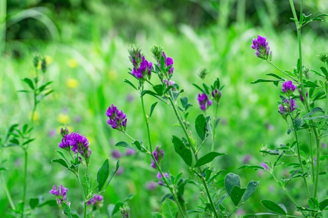 Alfalfa