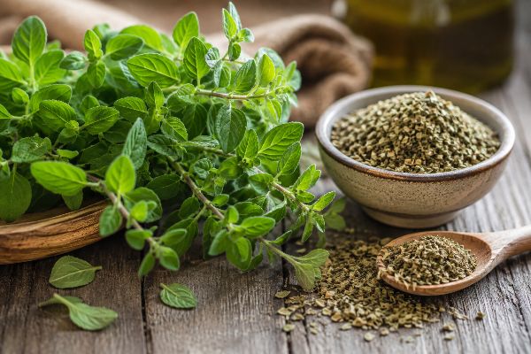 Oregano