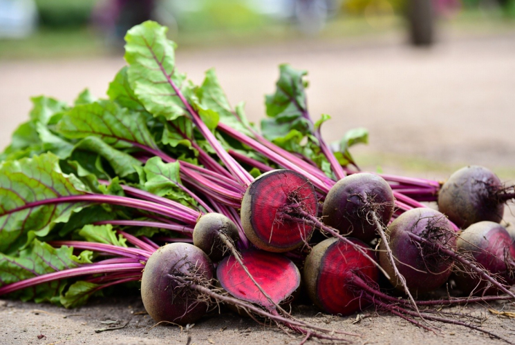 Rode bieten