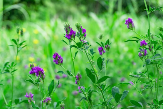 Alfalfa